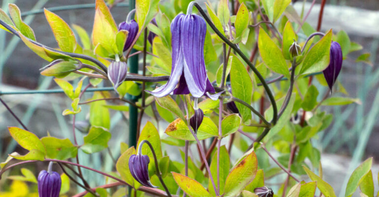 These Are The Oregon Clematis Varieties That Bloom The Longest With The Least Amount Of Care