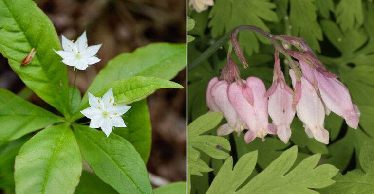 These Are The Oregon Native Plants That Establish In Shade Under Douglas Fir Trees