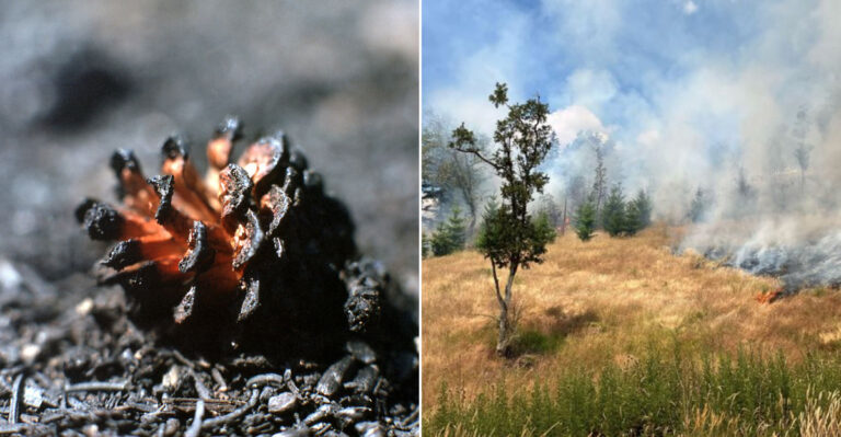 These Are The Oregon Native Plants That Survive Wildfire And Come Back Stronger