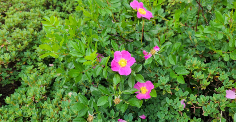 These Are The Oregon Native Shrubs That Outcompete Invasive Plants Without Any Help