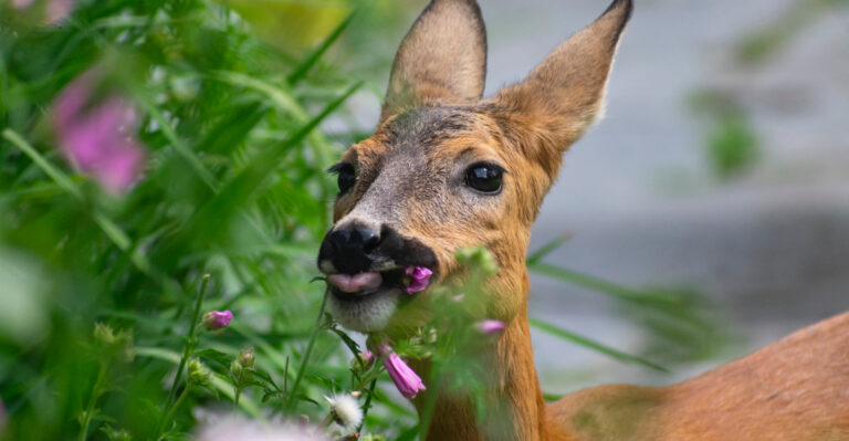 These Are The Oregon Plants Deer Avoid No Matter How Hungry They Get