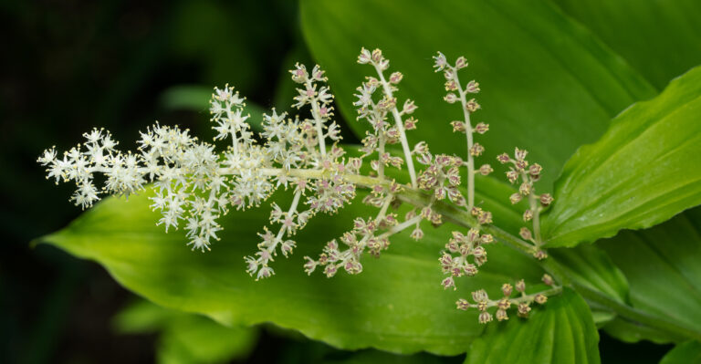These Are The Oregon Plants That Fill Shady Spots Better Than Hostas