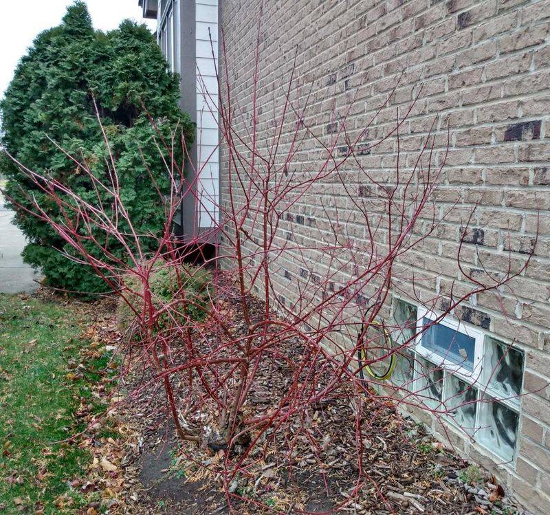 These Are The Oregon Plants That Thrive In Heavy Rain And Standing Water