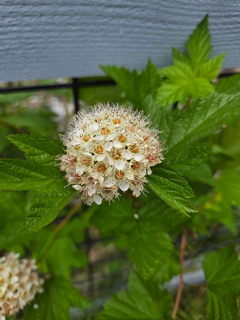 These Are The Oregon Plants That Thrive In Heavy Rain And Standing Water