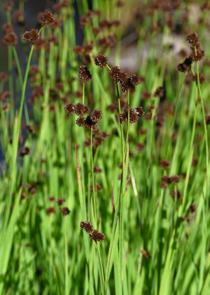 These Are The Oregon Plants That Thrive In Heavy Rain And Standing Water
