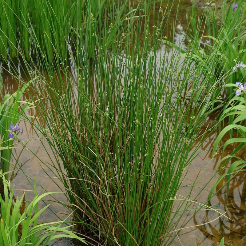 These Are The Oregon Plants That Thrive In Heavy Rain And Standing Water