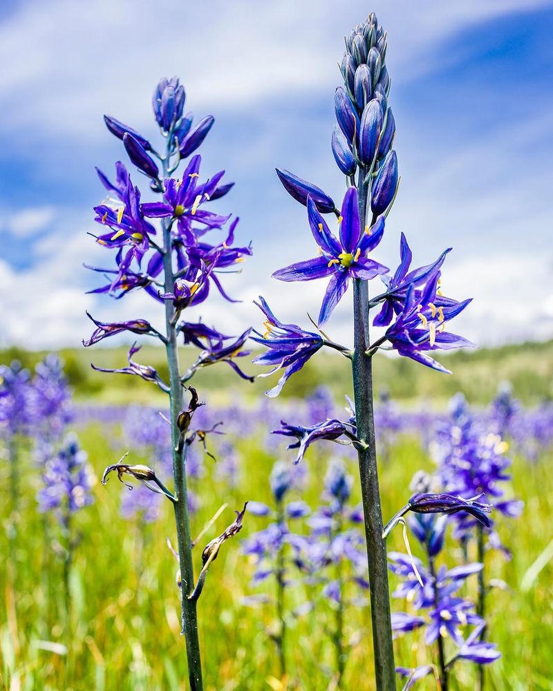 These Are The Oregon Plants That Thrive In Heavy Rain And Standing Water