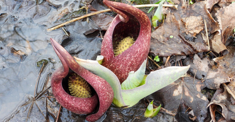 These Are The Oregon Plants That Thrive In Heavy Rain And Standing Water