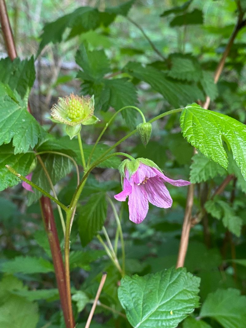 These Are The Oregon Plants That Thrive In Heavy Rain And Standing Water