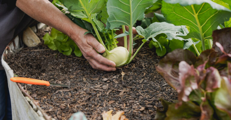These Are The Oregon Vegetables To Plant Right Now That Thrive When Soil Hits 50 Degrees