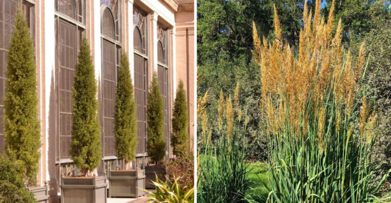 These Are The PHS Gold Medal Pennsylvania Plants Every Gardener Should Be Growing In 2026