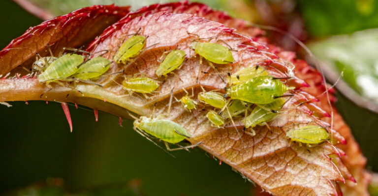 These Are The Pennsylvania Aphid Problems That Show Up In June And The Natural Fixes That Actually Work