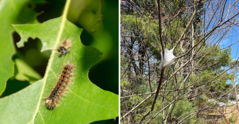 These Are The Pennsylvania Caterpillar And Hornworm Problems That Peak In June And How To Stay Ahead