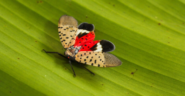 These Are The Pennsylvania Garden Plants That Spotted Lanternfly Avoids No Matter What