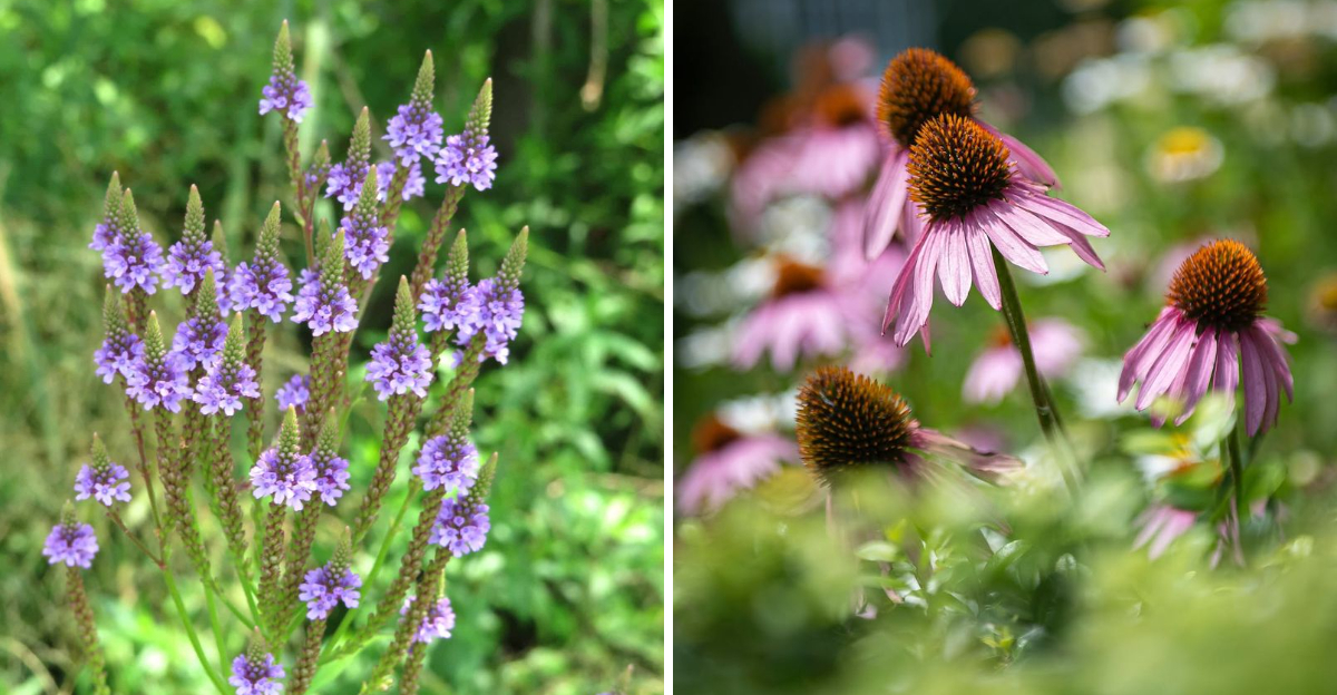 blue vervain and purple coneflower