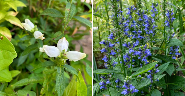 These Are The Pennsylvania Native Plants That Thrive In Rain Gardens And Handle Wet Soil