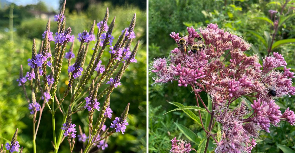 blue vervain and joe pye weed