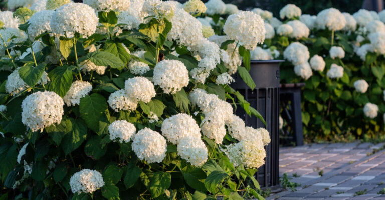 These Are The Pennsylvania Native Shrubs To Replace Hostas Along Shaded Driveways