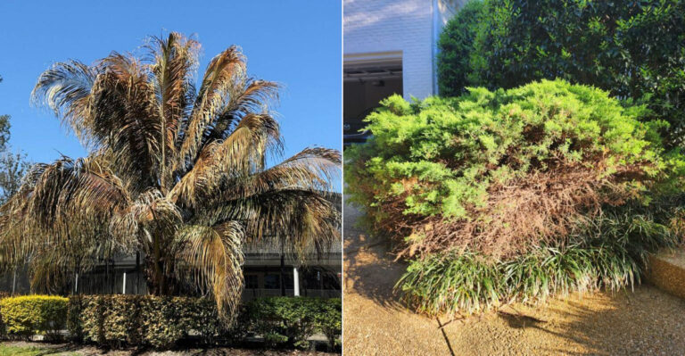 These Are The Plants California Experts Say You Should Remove Before June