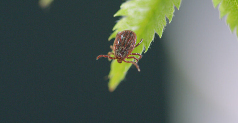 tick on a leaf