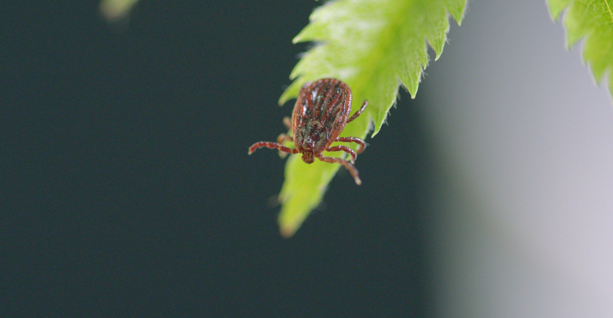 tick on a leaf