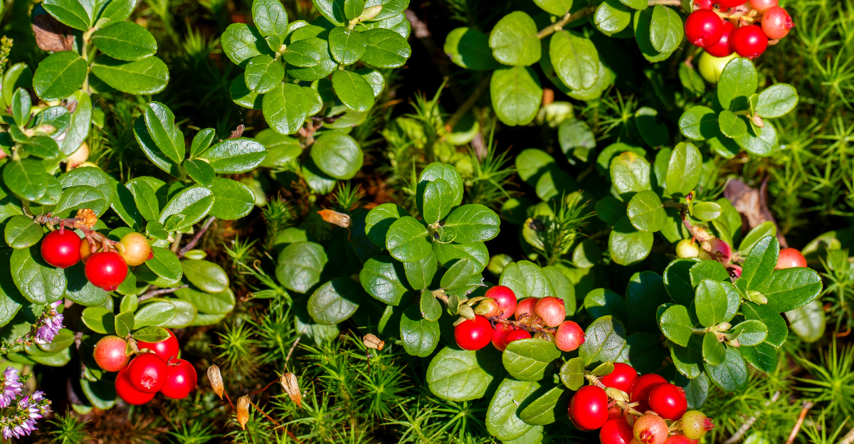 Partridgeberry