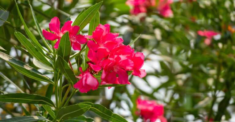 plant (featured image)