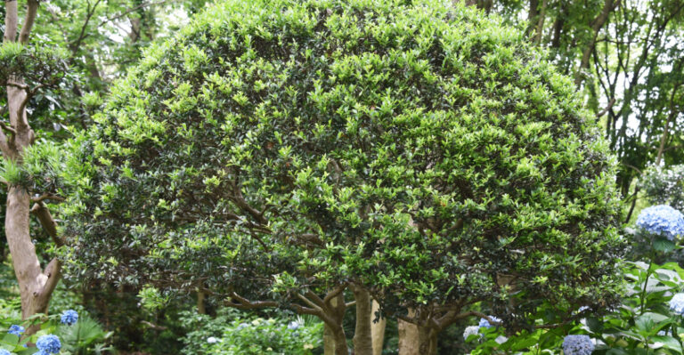 japanese holly
