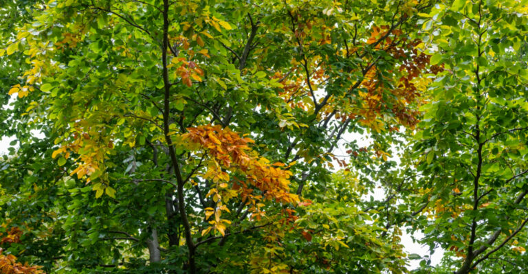 These Are The Signs A Georgia Tree Is Under Heat Stress Before The Damage Becomes Visible