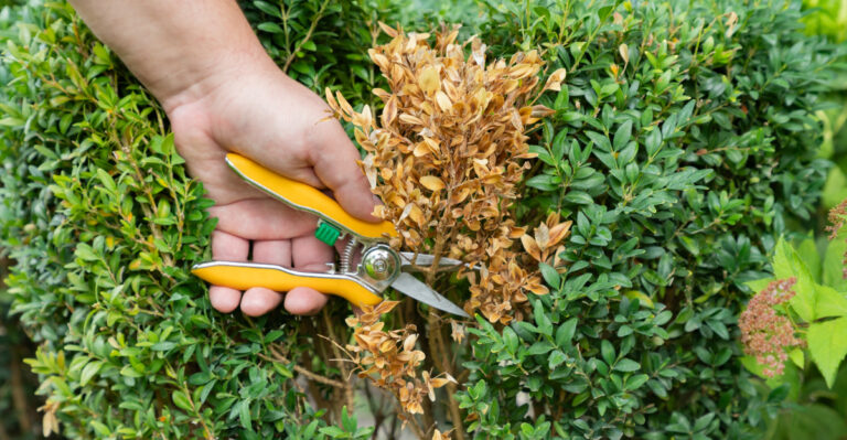 boxwood blight