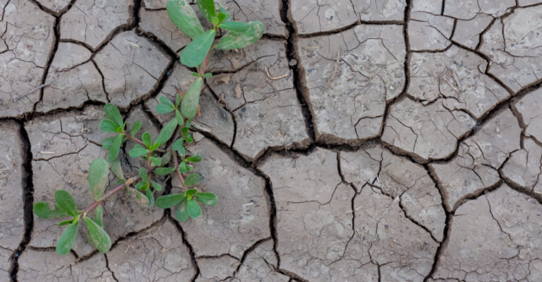 cracked soil