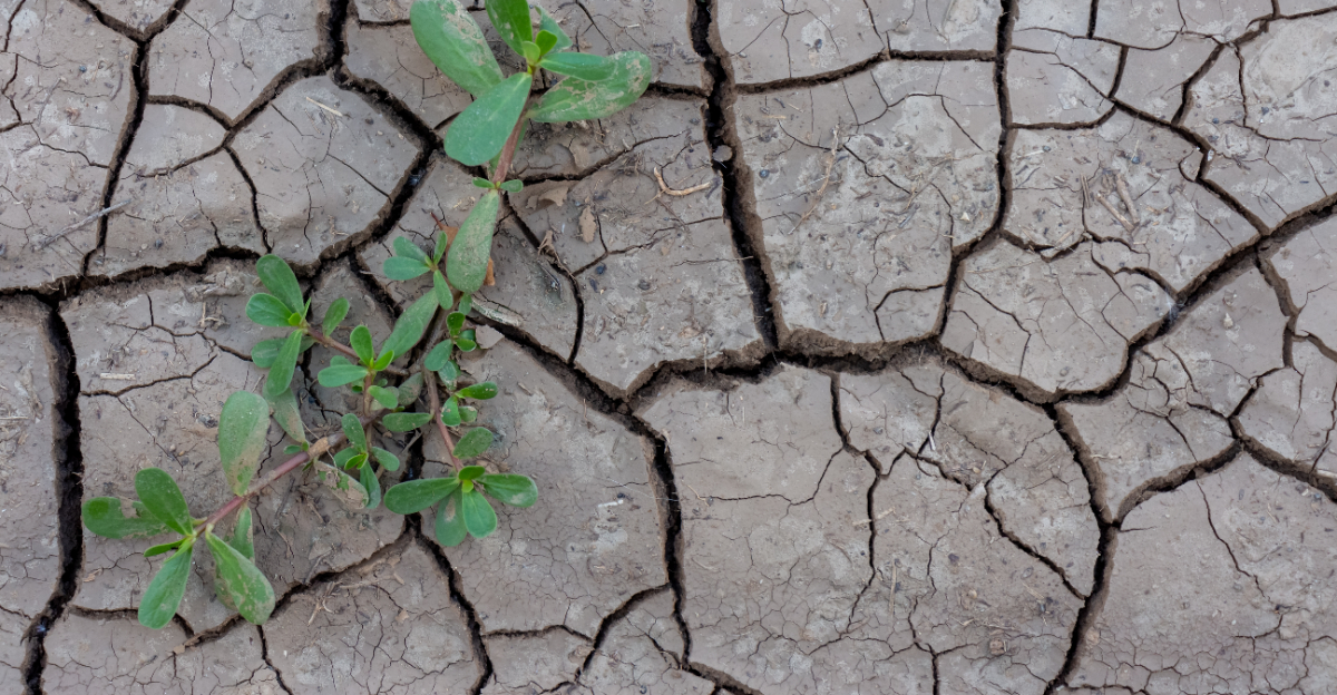 cracked soil