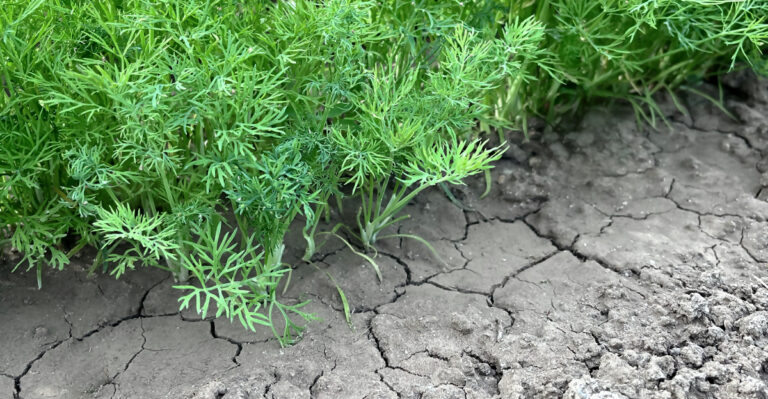 These Are The Signs Your Oregon Garden Soil Has A Problem Before Summer Heat Arrives