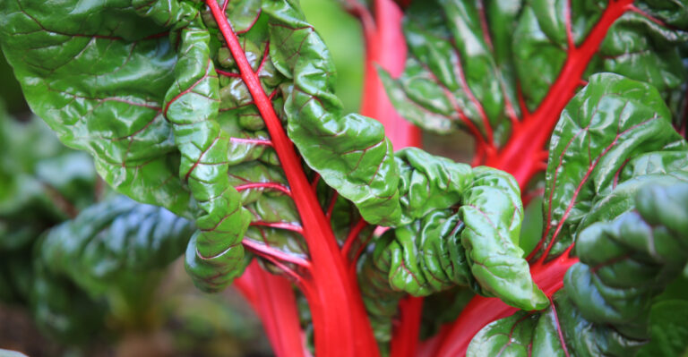 These Are The Slug-Resistant Vegetables Oregon Gardeners Swear By Every Single Season