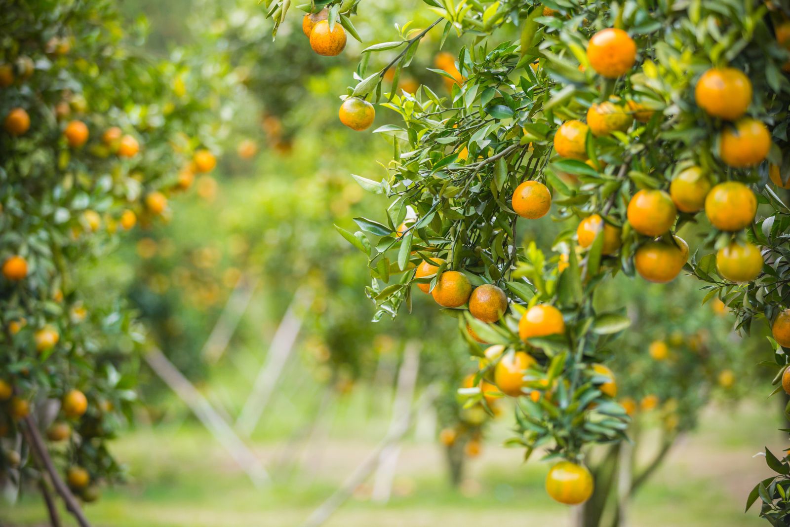 citrus tree