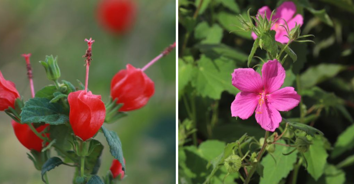 turk's cap and rock rose