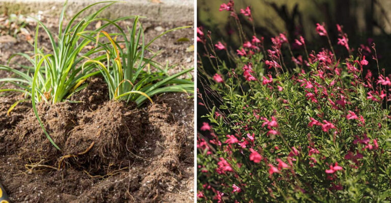 divided daylily and autumn sage