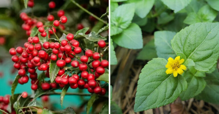 coralberry and horseherb