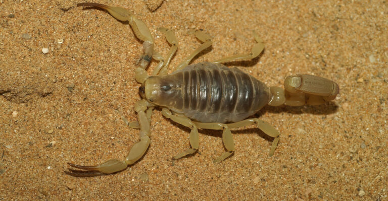 Scorpion (featured image)