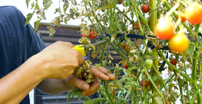 These Are The Tomato Mistakes California Gardeners Make Every Summer