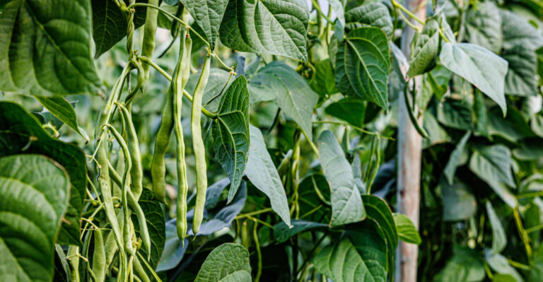 beans growing