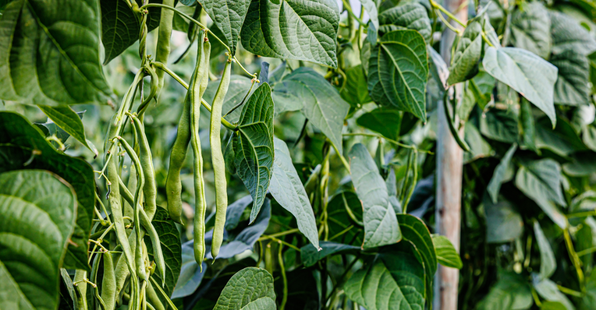 beans growing