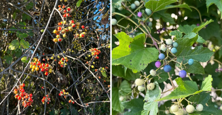 Oriental Bittersweet and Porcelain Berry