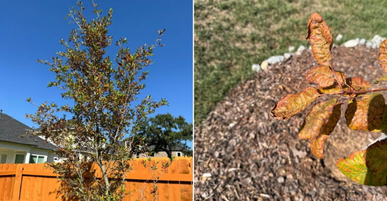These Are The Warning Signs A California Tree Is Under Heat And Drought Stress