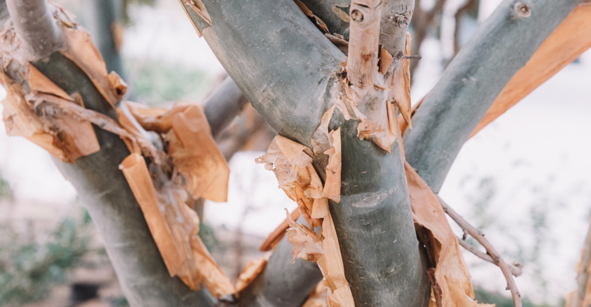 peeling bark off tree