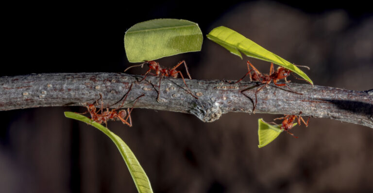 These Are The Weirdest Bugs In Texas Gardens And Whether They Are Helping Or Harming Your Plants
