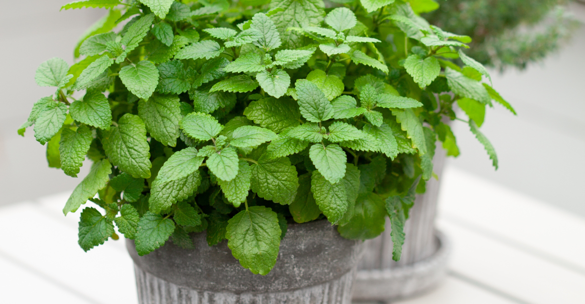 lemon balm