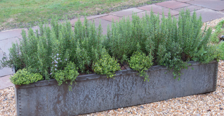 rosemary (featured image)