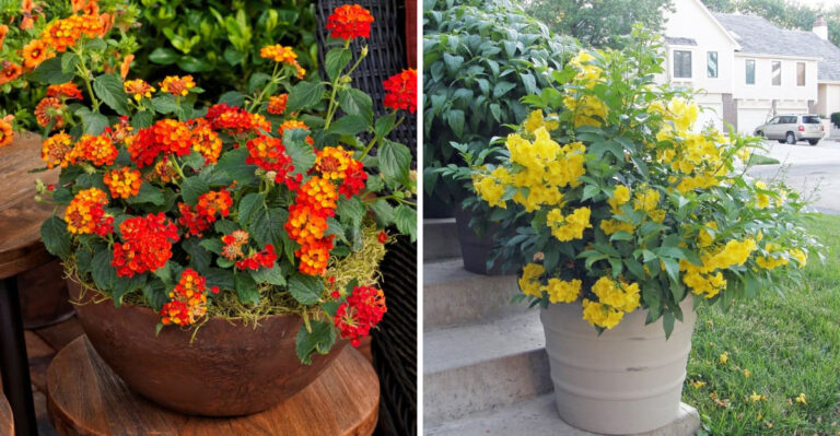 These Arizona Flowers Stay Colorful In Containers Even During Dry Summer Weeks