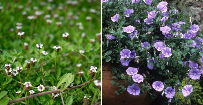 These Arizona Ground Covers Handle Hot Gravel Yards Better Than Grass
